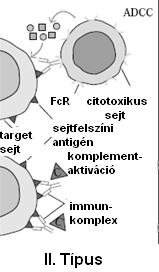 II. típusú allergiás reakció Mechanizmus: IgM és IgG által kiváltott citolitikus és citotoxikus szövetkárosító folyamatok - klasszikus komplementreakció sejtlízissel - aktivált C3 aktiválja a PMN,