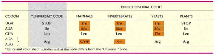 A mtdns transzlációs kódja bizonyos csoportokban különbözik az univerzális kódtól - növényekben és a legnagyobb mtdns genomot hordozó protozoa Reclinomonas fajokban az mtdns kódja is univerzális - a