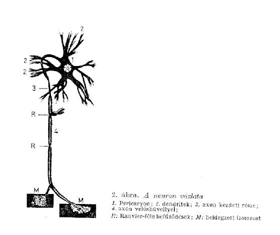 A NEURON RÉSZEI : 3 főrészre tagolható: -1, sejttest, - 2,nyúlványok, - 3,végelágazódások vagy végkészülékek 1,Sejtest: kívülről sejtmembrán határolja, (biológiai membrán ) belsejében : a sejtplazma