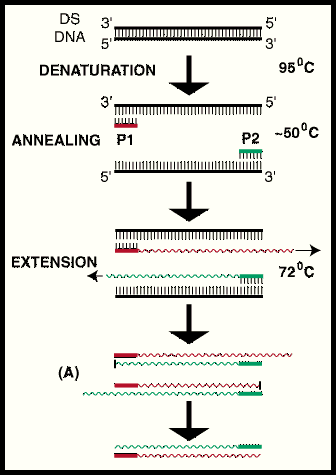 A DNS szál denaturációja 95 C-on Lehűtés 50-60 C-ra, primerek hozzáadása A primereket nagy feleslegben adjuk hozzá (két DNS szál nem