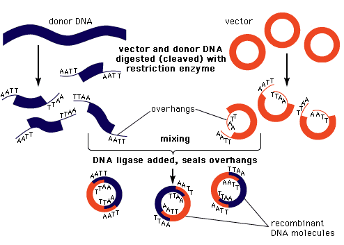 Rekombináns DNS technikák Klónozás: az idegen DNS bejuttatása egy hordozóba Idegen DNS : inzert Hordozó DNS: vektor A vektort és az