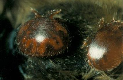 35 év és a Varroosis Varroa atka Mindig jelen van Minden fejlődési szakaszt támad Természetes körülmények között nincs