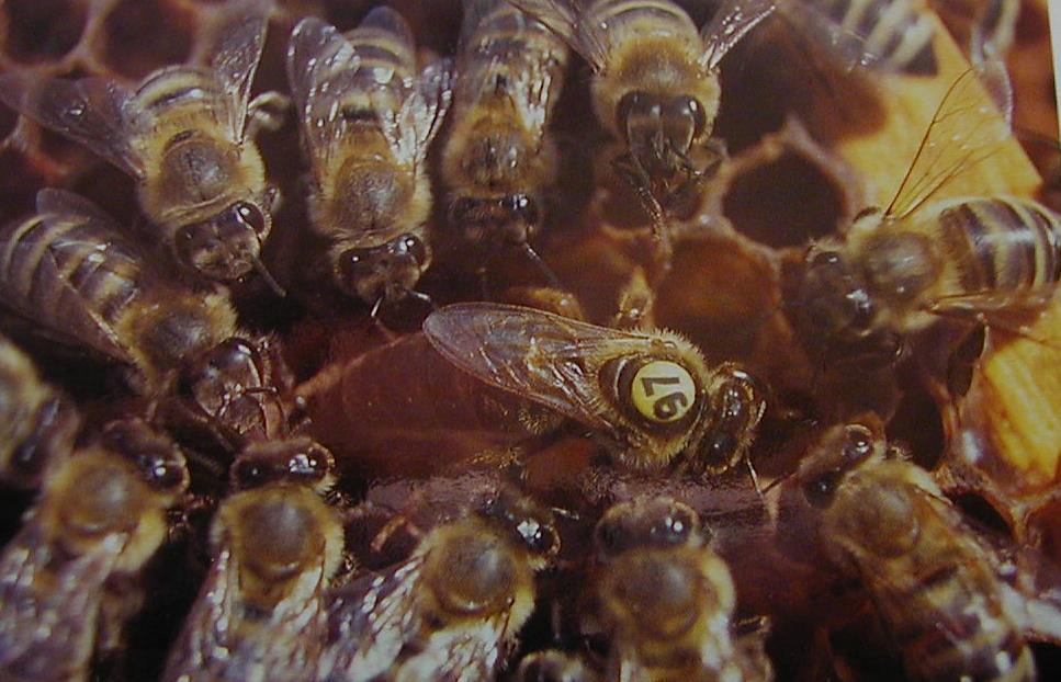 APIS fajok mellifera (L. 1758) Származás florea (F. 1787) cerana (F. 1793) dorsata (F. 1798) andreniformis (F. 1858) laboriosa (F. S. 1871) koschevnikovi (v B.