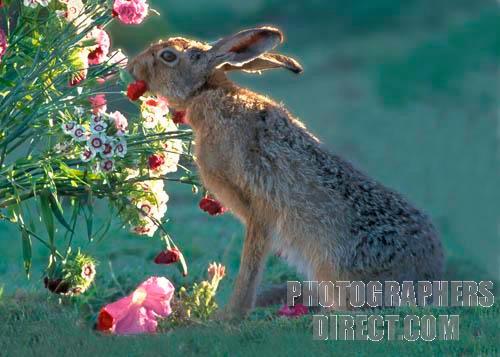 Problémafelvetés A mezei nyúl (Lepus europaeus) Jelentősége: Gazdasági szempont apróvadas területek meghatározó vadfaja Természetvédelmi szempont sok védett, ill. fokozottan védett ragadozó, pl.