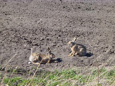 Problémafelvetés A mezei nyúl (Lepus europaeus) A fajt érintő problémák: Folyamatos ciklikusan csökkenő tendencia Ragadozógyérítés hiánya Izoláció, fragmentáció sűrű forgalmas úthálózat Szélsőséges