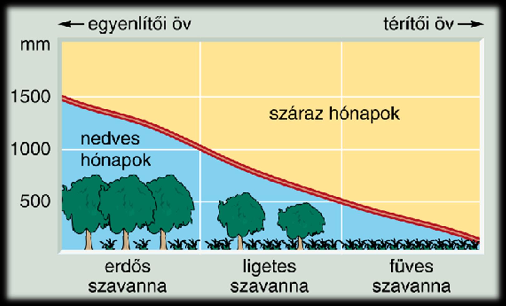 Természetes növénytakaró a szavanna A csapadék mennyisége az