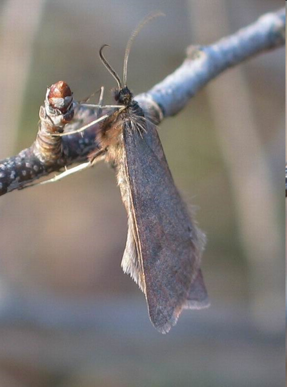 tudni pontosan, miért ilyen sporadikus elterjedésű hiszen potenciális élőhelyei még sokhelyütt megtalálhatók Tápnövények: virágos kőris (Fraxinus ornus) molyhos tölgy (Quercus pubescens) További