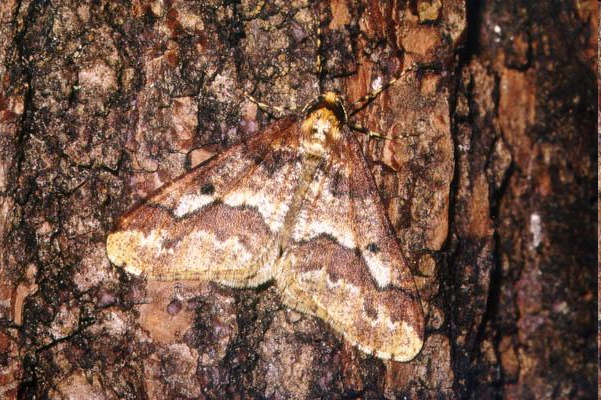 Anker araszoló Erannis ankeraria Araszolók Geometridae Igazi hungarikum, Magyarországról írták le (Budapest, Farkasrét, 1861) Anker araszoló Erannis ankeraria Régebbi adatok: Mecsek, Bükk, Vértes