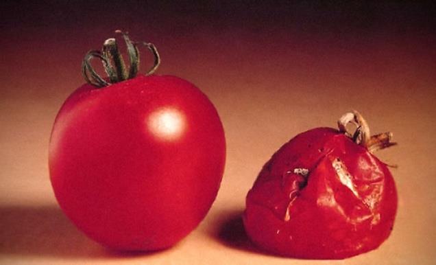 Lassan érő és puhuló gyümölcsök Első forgalomba került GM növények: Flavn-Savr paradicsom (1994, USA) : poligalaktutonáz