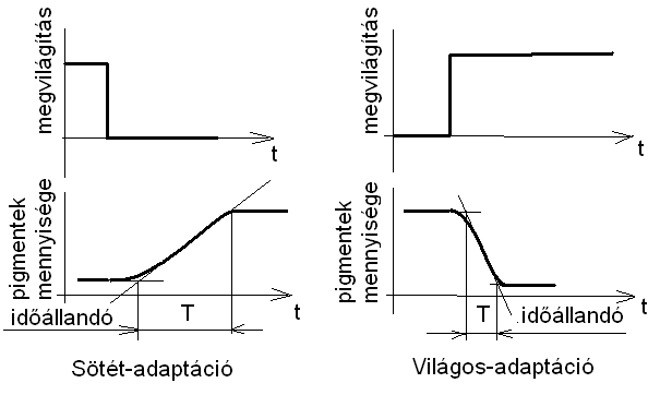 Az adaptáció dinamikai lefolyása