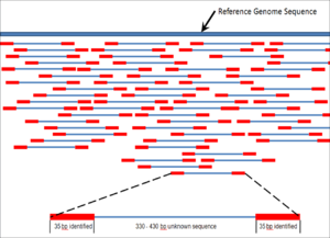 Újgenerációs szekvenálás A genomot 50-1000bp közti