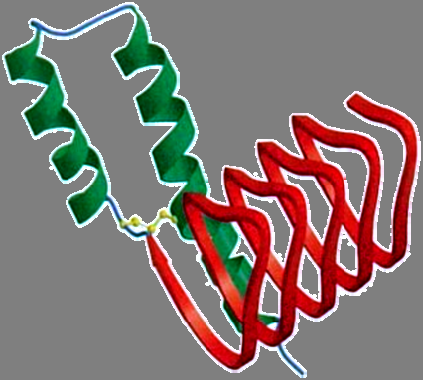 Molekuláris gerontológia PI3K / Akt jelátvitel MAPK / Erk1/2 jelátvitel AMPK jelátvitel Genotoxikus stressz/p53 PRAS40 mtor Raptor GβL Aminosavak Atg1 Autophagia indukciója VPS15 PI3K III Beclin1
