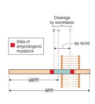 PROTEIN AGGREGÁCIÓ Betegség Protein Aggregátum AD (IC) tau (hiperfoszforilált) Nerofibrilláris kötegek AD (EC) -amyloid