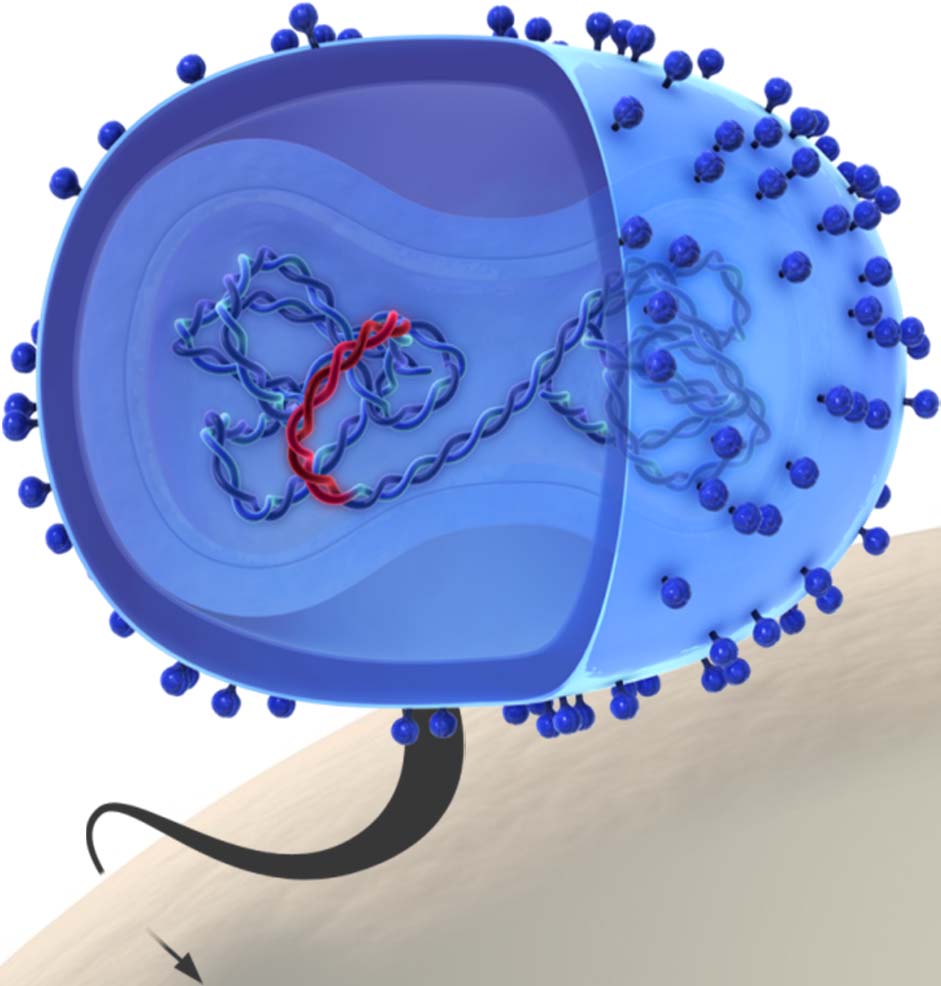 myxoma vector Vakcina