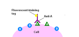 Primer antitest kötődés kimutatása: Az immunhisztokémiai/citokémiai reakció lehet direkt, vagy indirekt.