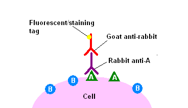 cell: sejt A: antigén Rabbit anti-a: A antigén ellen nyúlban termelt antitest Goat anti-rabbit: A antigén