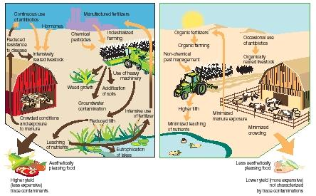 1. kép: Intenzív mezőgazdasági termelés (balra) és ökológiai gazdálkodás (jobbra) összehasonlítása Forrás: http://www.scienceclarified.com 2.1.4.