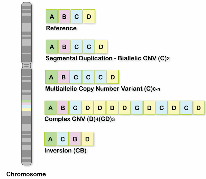 3. ábra A genomban
