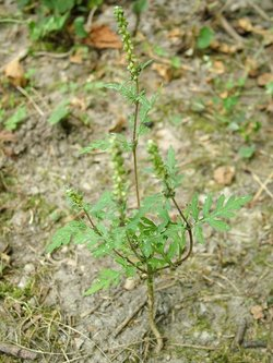 Települési Környezetvédelmi Program 43 Gesztenye Castanea * IIIIII IIII Szil Ulmus * IIIIII I Tiszafa Taxus ** IIIII IIIIII IIIIII IIIIII IIII Tölgy Quercus *** IIII IIIIII ÚtifO Platango *** III