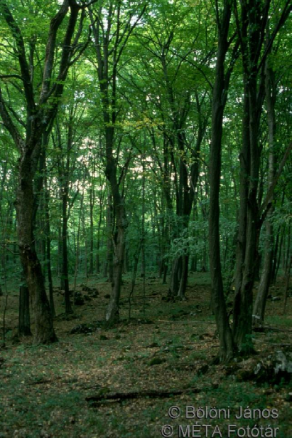 Települési Környezetvédelmi Program 64 monokultúrát hoznak létre / közönséges dió (Juglans regia), feketefeny- (Pinus nigra), erdeifeny- (Pinus sylvetris) akác (Robinia pseudoacaia) stb.