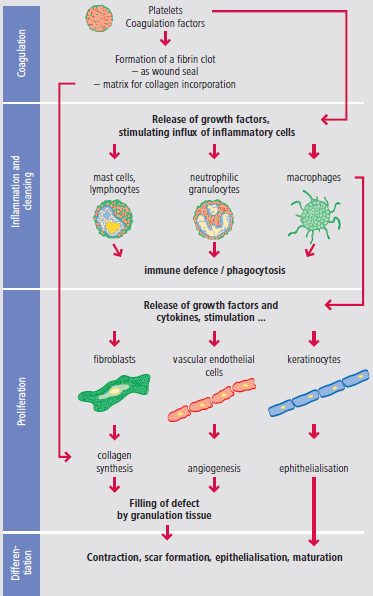 Gyulladás és tisztulás Proliferáció Vérzéscsillapítás Differenciálódás Trombociták, véralvadási faktorok Fibrinrögök kialakulása - mint sebtömítés - mátrix kollagén beépülése Növekedési faktorok
