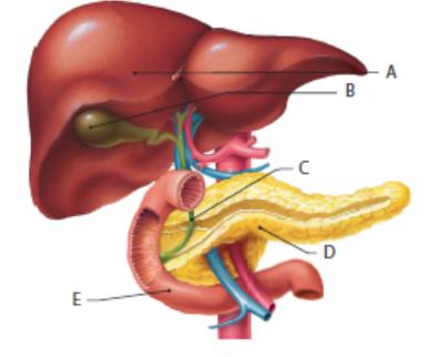 2. Mit jelölnek az ábrák betűkkel jelölt részletei? Azonosítsd a sorszámokkal jelölt elnevezéseket a megfelelő ábra részletekkel! A. máj B. epehólyag C. epevezeték D. hasnyálmirigy E.