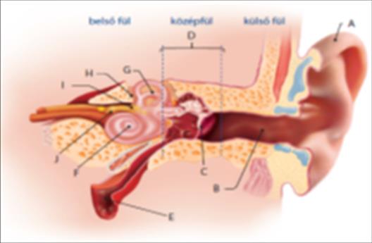 2. Nevezd meg a fül betűkkel jelölt részeit! A. fülkagyló B. külső hallójárat C. dobhártya D. hallócsontocskák E. fülkürt F. csiga G. félkörös ívjáratok H. tömlőcske I. zsákocska J. hallóideg 31.