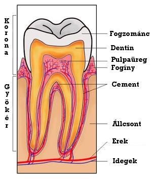 A fog anatómiája A fog részei: Csontos képződmények, amelyek alapvető feladata a táplálék feldarabolása, megőrlése.