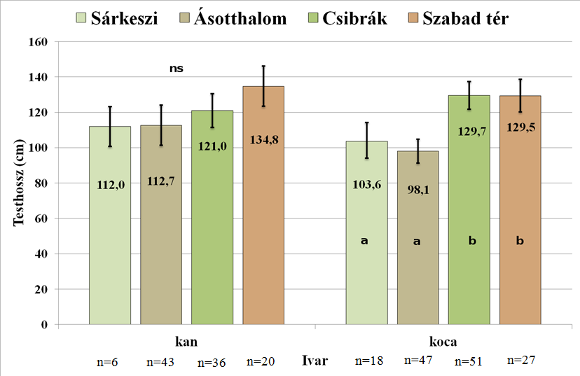 6. ábra: A testhossz alakulása ivarok szerint területenként Az ivaron belül az eltérő betűk szignifikáns eltérést jelölnek (p<0,05).