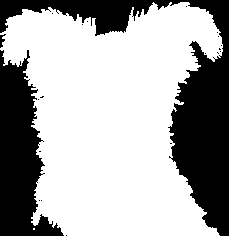 Kivonat a Magyar Pumi Klub Tenyésztési Programjából II. TENYÉSZTÉSI SZABÁLYZAT 1. A Klub által gondozott kutyafajta a PUMI 1.1 Általános leírás A XVII-XVIII.