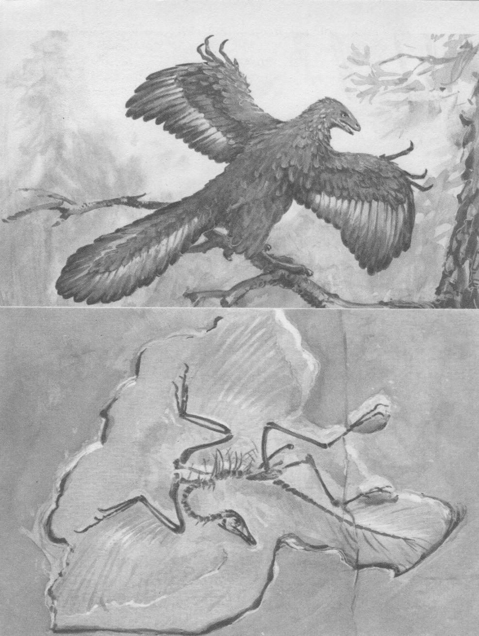 Madarak Archeopteryx litographica (toll, csőr, karmos mellső végtag) ősi kisméretű hüllőkből alakulhattak ki a földtörténeti középidő jura időszakában.