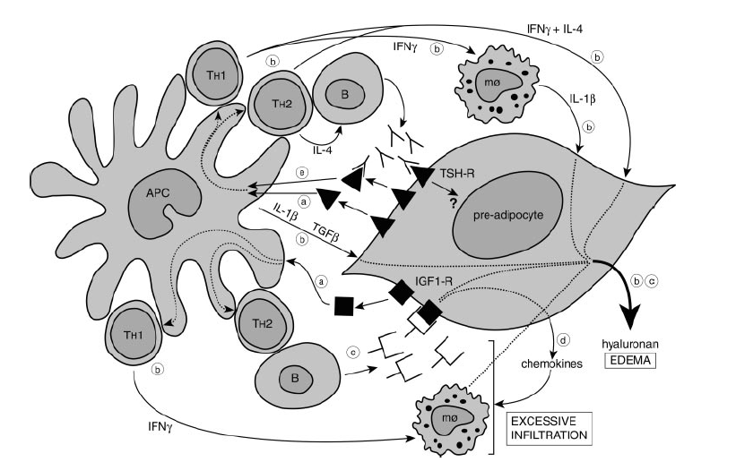 Drexhage HA, Endocrinology,2006 a/ autoimmunreakció elindítója a TSH-R vagy IGF-1R (ill. receptor részek) megjelenése az antigén-presentációban szerepet játszó (APC) sejtek számára (pl.