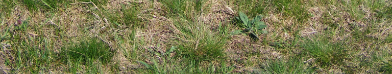 : The mound called Hármashatárhalom sings the boundary point among Dombegyház, Kevermes and Kisiratos villages.