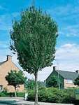 Egybibés galagonya Crataegus monogyna Stricta Alakja: 5-8m magas, szabálytalan formájú, tömötten ágas, tövises.
