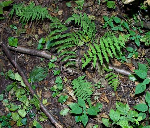 Az erdő területén a cserjeszint felett a domináns enyves éger (Alnus glutinosa) jellemzően egy lombkoronaszintet alkot 3. kép.