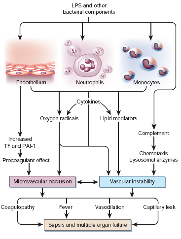 Szepszis patofiziológiája