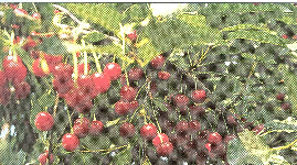 Golden Delicious (Forrás: Szabó T.) 2. melléklet.
