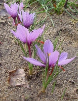 ábra: Az Anemone coronaria változatos virágszíne 2004. október 24. 2004. október 28.