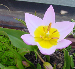 A 63. ábrán a Tulipa bakeri Lilac Wonder 2004. április 15-ei fejlődési állapota követhető nyomon a három kísérleti helyszínen.