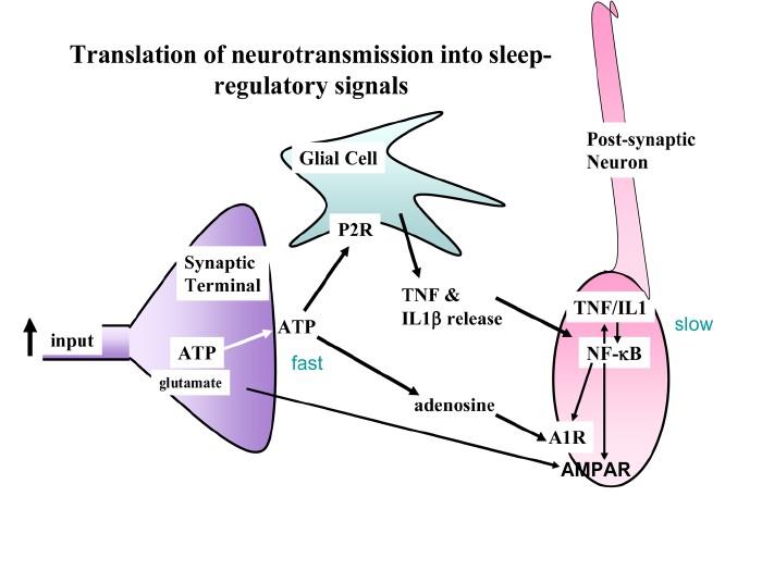 Vgontzas A N, Bixler E O, Chrousos G P, et al. Arch Physiol Biochem, 2008.