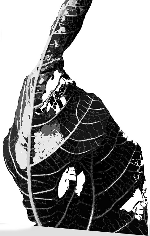 Microlepidoptera.hu 8 (2015) 7 10 11 10 11. ábra. Choreutis nemorana, genitália: 10., 11. Figures 10 11. Genitalia of Choreutis nemorana: 10., 11. 12a 12b 12. ábra. A Choreutis nemorana levélsodrásának (12a) és hernyórágásának (12b) diagramja (Eredeti) Figure 12.