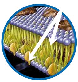 Polysaccharids Removal of pathogens MucousAntibacterial Disruption of protozoa s