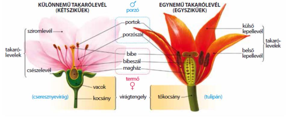 17. Kétszikű és egyszikű virág felépítése 2. Mikor mondjuk, hogy a virág egyivarú vagy kétivarú, és a növény egylaki vagy kétlaki?