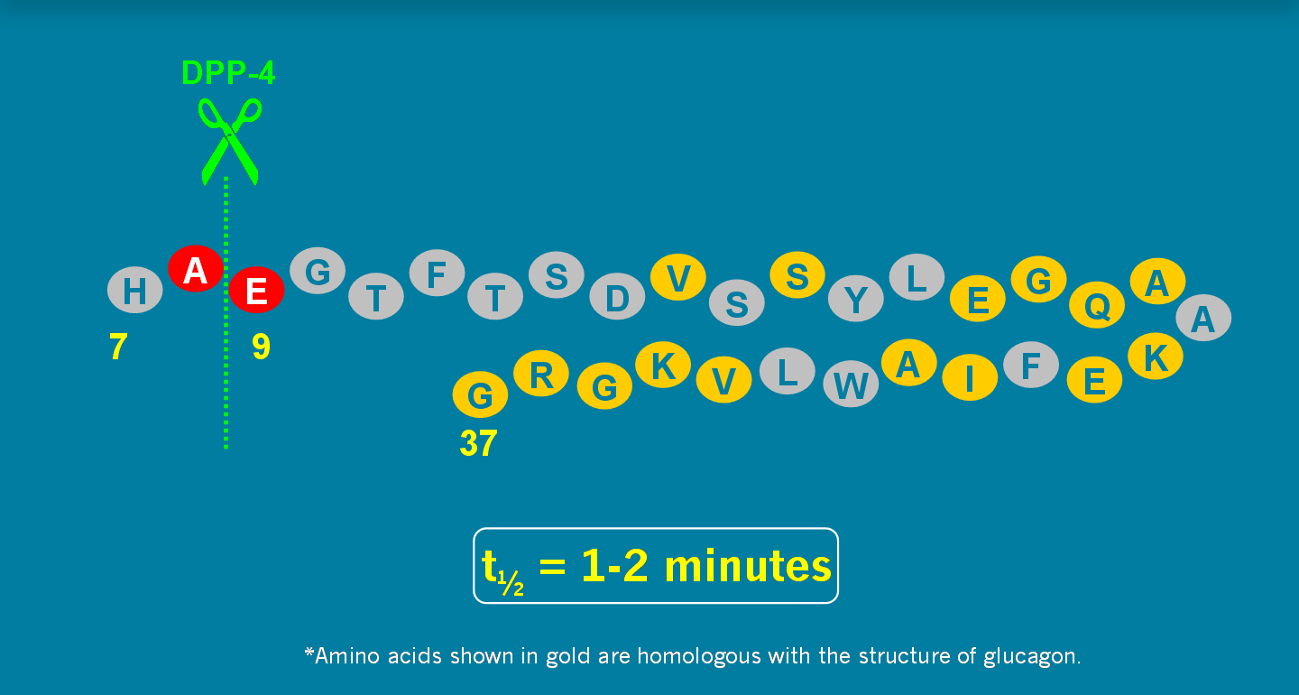 Dipeptidil-peptidáz- 4 (DPP- 4) gyorsan lebontja GLP-1- et Oligopeptidáz enzimcsaládba