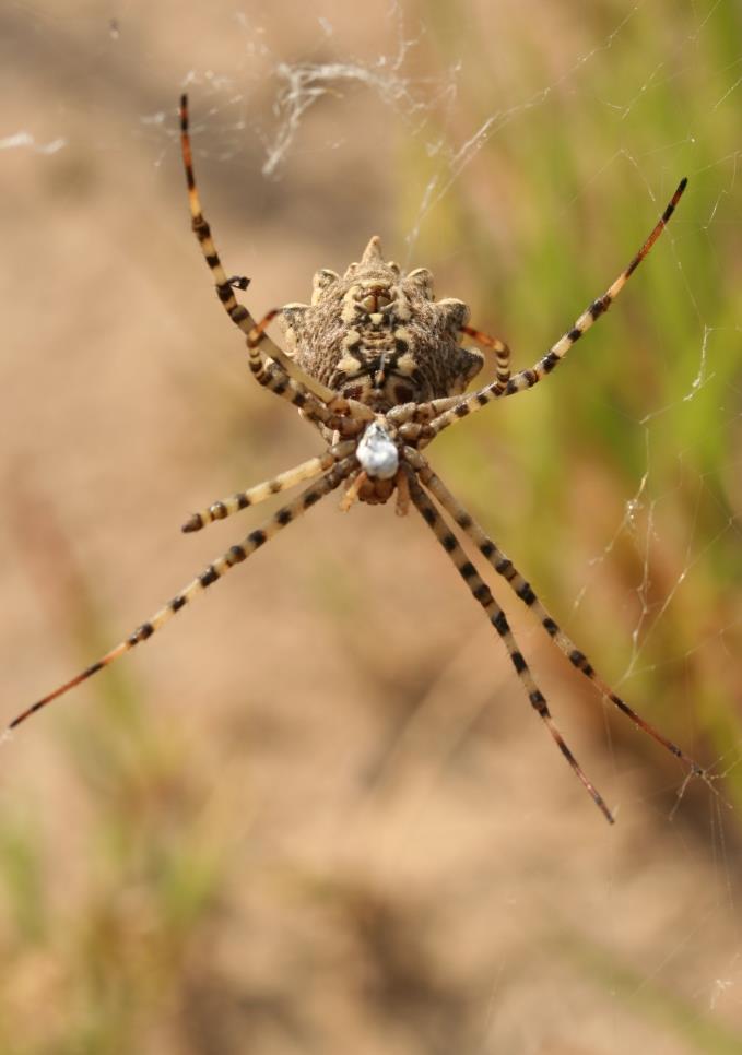 Ízeltlábúak védelme Pókok Hazánkban 16 védett fajuk él. Veszélyeztető tényezők: Az élőhelyeik megsemmisülése.