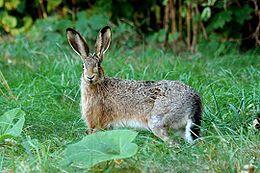 Mezei nyúl (Lepus europaeus) Európa és Ázsia nyugati felén él természetes