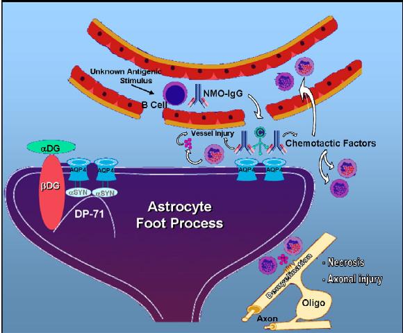 » Astrocyta talpak a az intraparenchymalis ereket veszik körül»