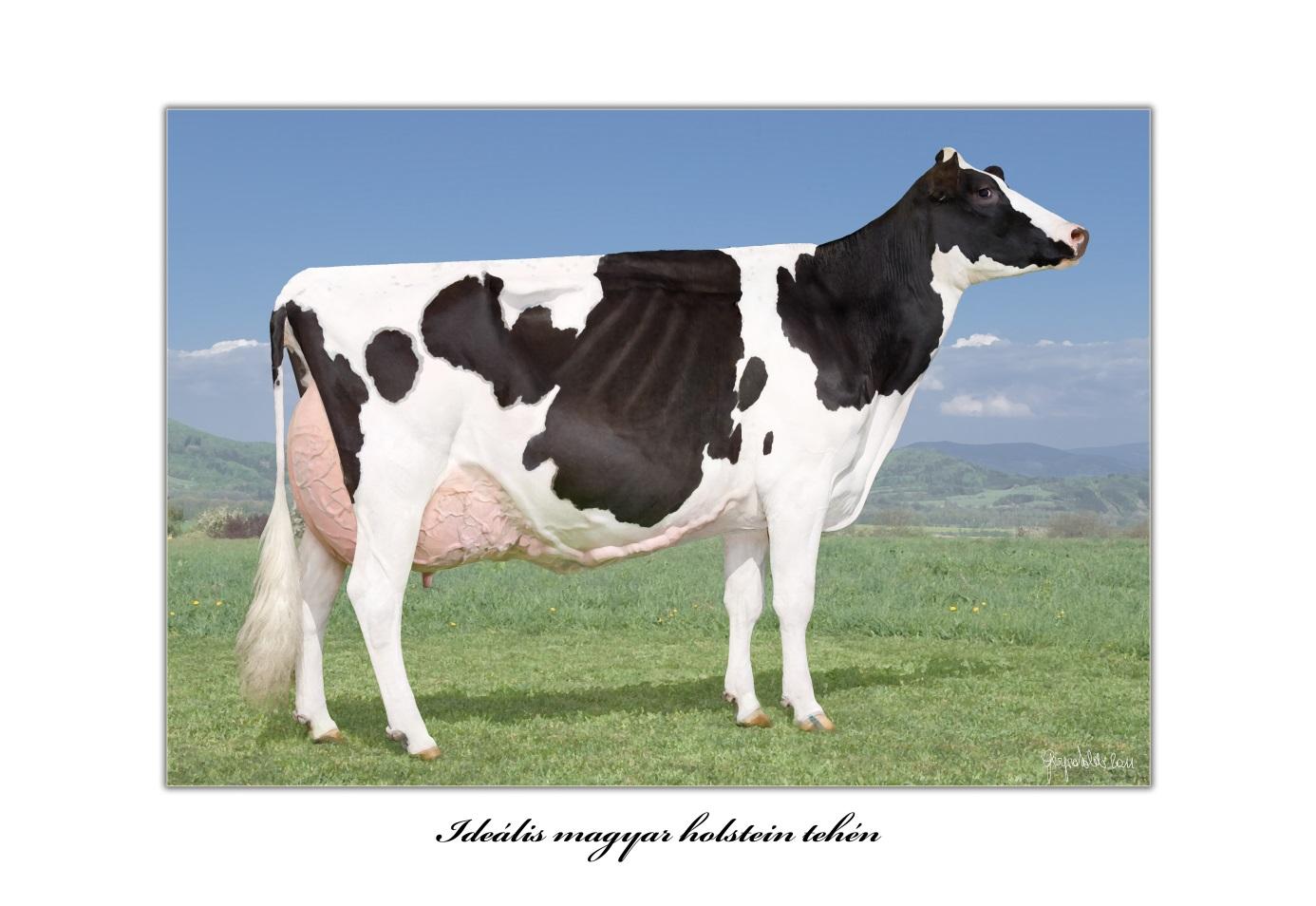 ősi sorig igazolhatóan ismert, jersey, ayrshire, vagy brown-swiss génarányuk eléri vagy meghaladja a 87,5 %-ot, valamint külső megjelenésük jellemző a fajtájára. Forrás: http://koncentraltteju.