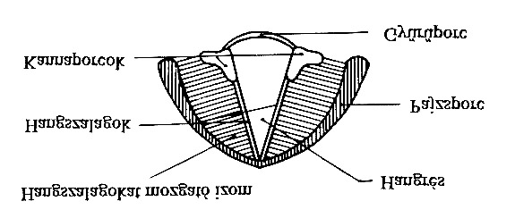 2. ábra. A gégefő keresztmetszete Forrás: Kiefer szerk. (1994: 585). A következő hangszalagállásokat különböztetjük meg. Tág lélegző állás. A hangszalagok a gége falához simulnak.