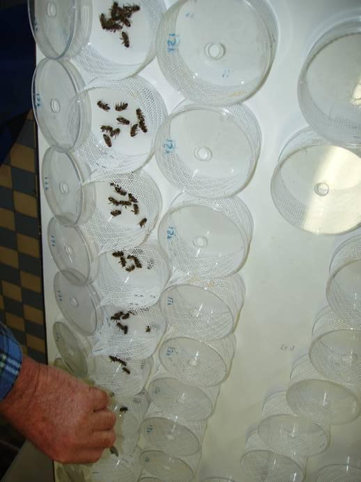 Ökotoxikológiai vizsgálatok szárazföldi élőszervezeteken Akut orális és kontakt toxicitási teszt méheken Az állatok tartása: 4 cm magas, henger